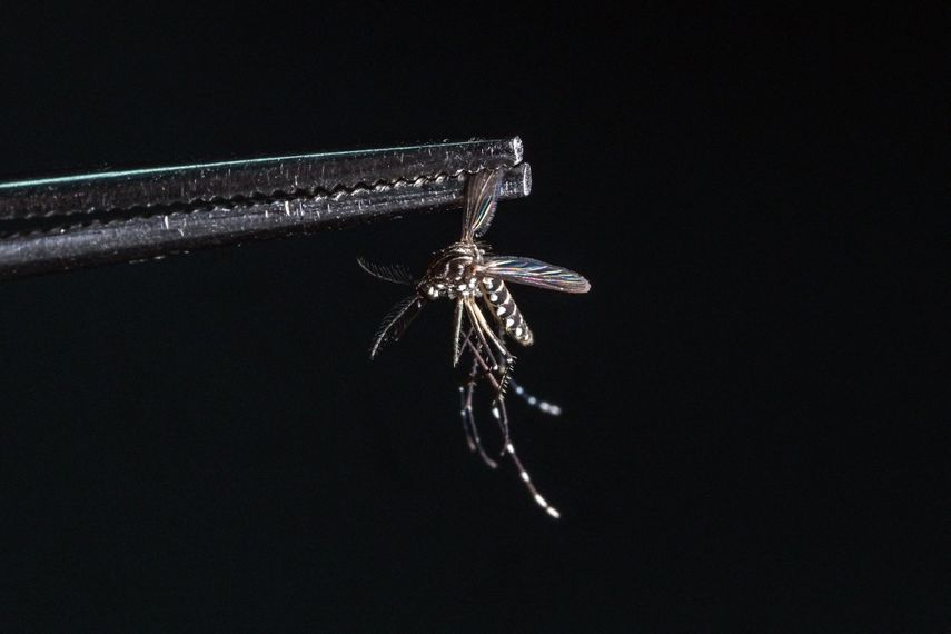El mosquito antidengue: un avance pero no una panacea en Brasil