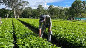La producción de café en Chiriquí podría alcanzar los 110 mil quintales.