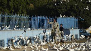 Más de un millar de palomas mueren de hambre por cierre de mezquita en Afganistán