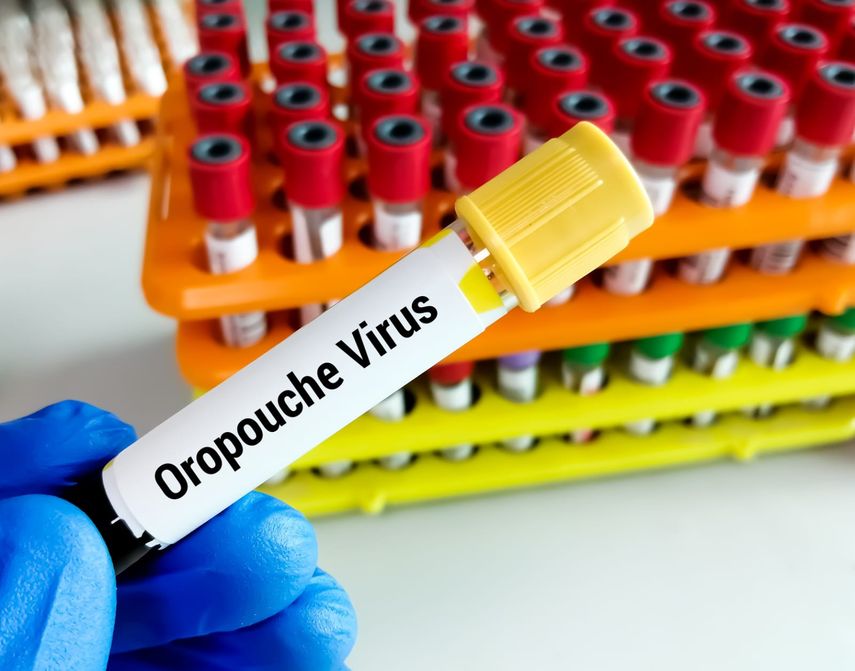 OPS alerta repunte de casos de fiebre de Oropouche con Brasil y Panamá liderando contagios OPS alerta repunte de casos de fiebre de Oropouche con Brasil y Panamá liderando contagios