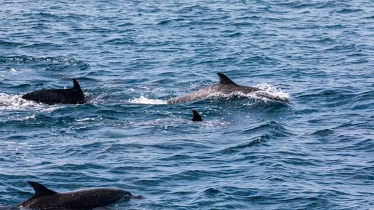 Estudios recientes de un equipo de científicos revelan que el ruido de los barcos está afectando gravemente la comunicación de las ballenas en el Pacífico panameño.