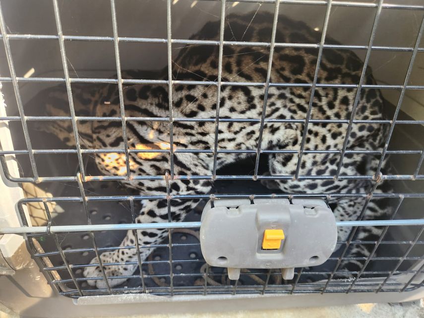 Ocelote rescatado en Bugaba podría haber estado en cautiverio