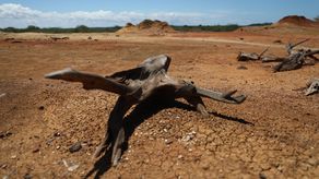 Panamá reafirmará su compromiso contra la desertificación y la sequía