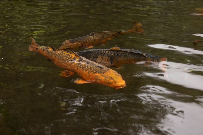 Empresarios del sector turismo proyectan crecimiento de 10%