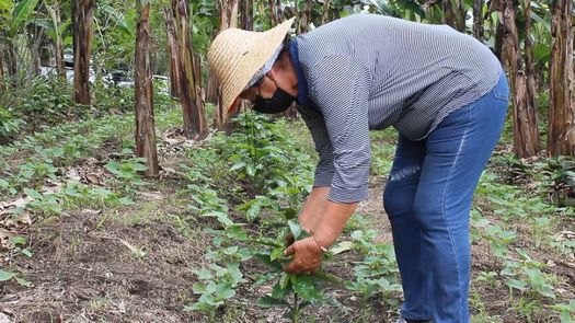 Productores buscan mejorar café con adaptación al cambio climático