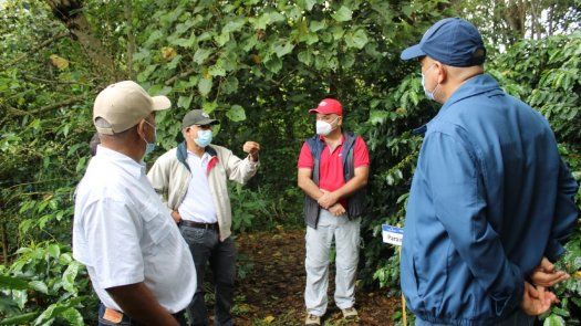 Alianza estratégica entre especialistas de café y el IDIAP