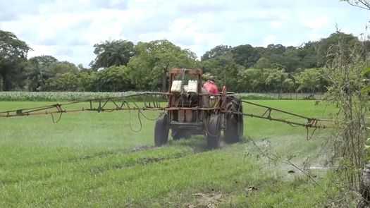En Chiriquí se cultiva arroz, principalmente en Alanje, pero también en Barú, David y en algunas partes del oriente.&nbsp;