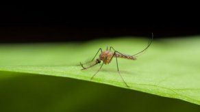 Pandemia aumenta riesgo de muerte por enfermedades trasmitidas por mosquitos