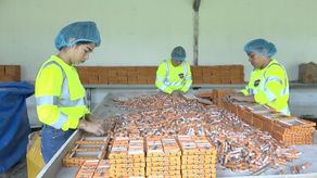 Larios de la empresa de Chiriquí, explicaron que los trámites para poder exportar mercancía de este tipo fue un poco demorado porque Panamá no es visto como un país que produce este tipo de material.