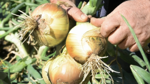 Panamá con buen abastecimiento de cebolla y en febrero del 2021 arranca cosecha nacional