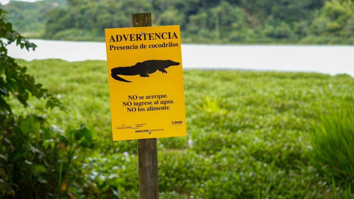 Panamá ya cuenta con un protocolo para el manejo de cocodrilos en áreas pobladas