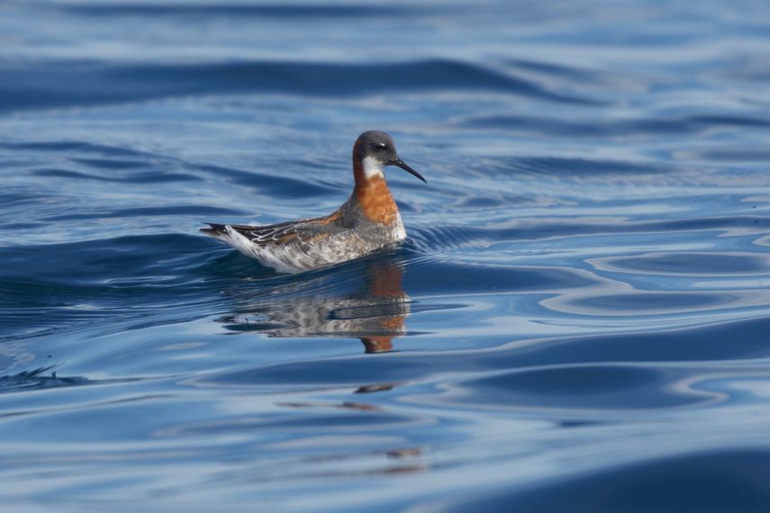 Día Mundial de las Aves Migratorias destaca importancia de Panamá