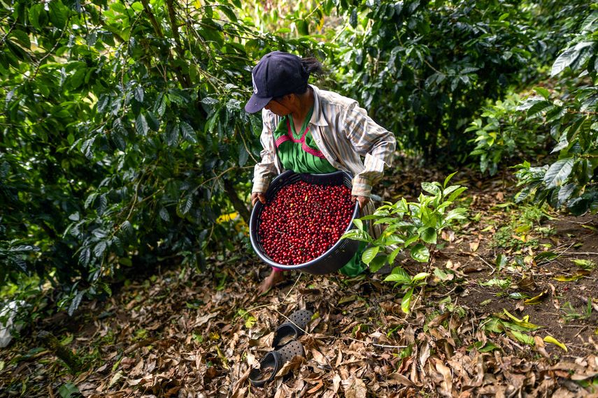 Fondo de Desarrollo Agrícola pide promover equidad en la ruralidad