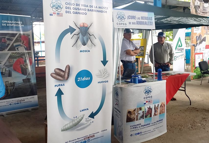 Feria Ganadera de la Carne y Leche se lleva a cabo en los terrenos de la feria internacional de David, provincia de Chiriquí. Feria Ganadera de la Carne y Leche se lleva a cabo en los terrenos de la feria internacional de David, provincia de Chiriquí.