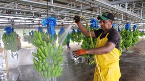 La pasamos mal: trabajadores bananeros recuperan empleos tras crisis sindical en Panamá