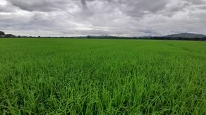 Panamá registra 80 mil hectáreas de arroz sembradas para periodo agrícola 2022-2023