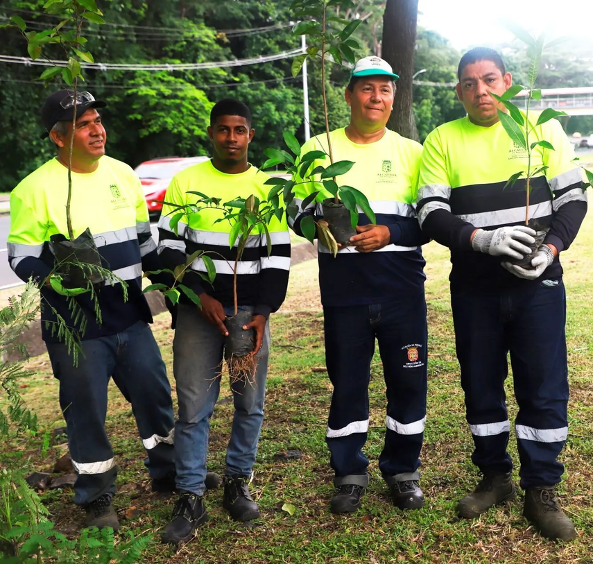La Avenida Balboa y la Cinta Costera recibirán el equipo de reverdecimiento de la Alcaldía de Panamá, que avanza con la siembra del Jardín Selvático de la ciudad, este jueves 11 de julio, informó el Municipio Capital. La Avenida Balboa y la Cinta Costera recibirán el equipo de reverdecimiento de la Alcaldía de Panamá, que avanza con la siembra del Jardín Selvático de la ciudad, este jueves 11 de julio, informó el Municipio Capital.