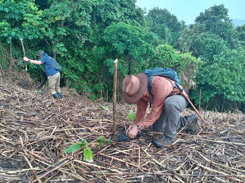 1,550 hectáreas en Panamá han sido reforestadas en lo que va del 2025