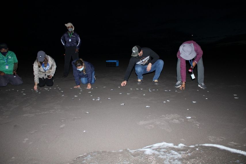Las tortugas marinas fueron liberadas en el Refugio de Vida Silvestre Playa La Barqueta Agrícola en Alanje.