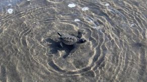 MiAmbiente exigirá sanciones altas contra criminales de tortugas marinas
