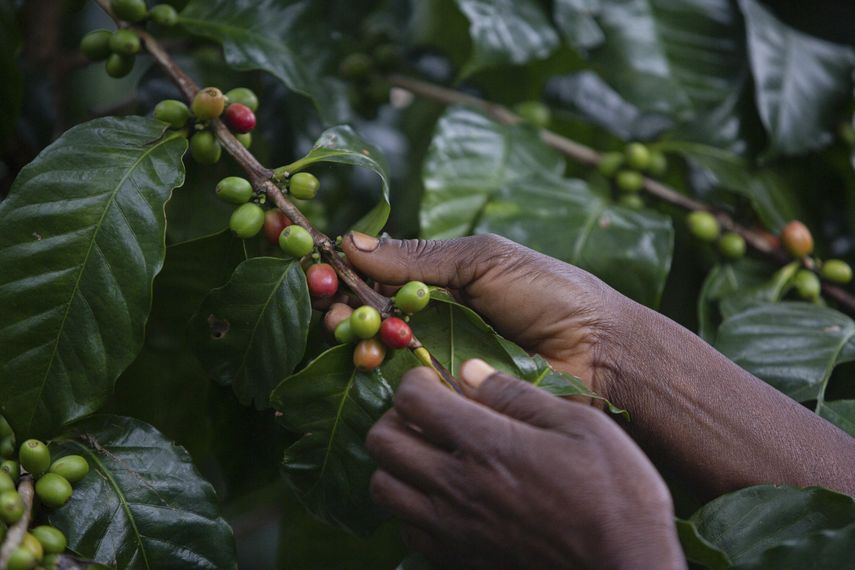 Café: un sustento vital para 25 millones de latinoamericanos, pero con desafíos crecientes. Café: un sustento vital para 25 millones de latinoamericanos, pero con desafíos crecientes.