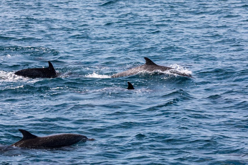 Estudios recientes de un equipo de científicos revelan que el ruido de los barcos está afectando gravemente la comunicación de las ballenas en el Pacífico panameño.