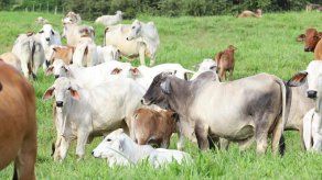 Productos agropecuarios siguen liderando las exportaciones panameñas