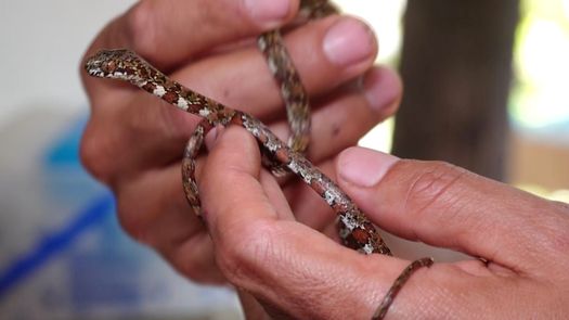 Abel Batista, biólogo e investigador de la Unachi, explicó que a estas serpientes, inofensivas para el ser humano, se les llaman caracoleras porque se alimentan de caracoles.