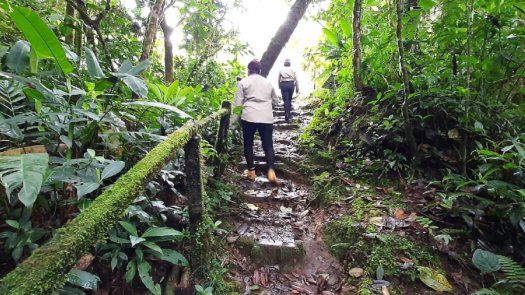 Suspenden acceso al Parque Internacional La Amistad por rehabilitación de sendero