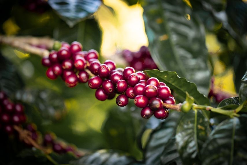 ATP y CECOMRO realizan talleres para Circuito del Café