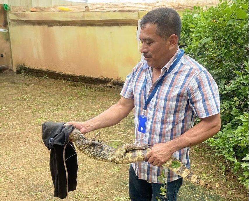 En los últimos meses, se han reportado varios avistamientos de cocodrilos en áreas cercanas a zonas residenciales, lo que ha llevado al Ministerio de Ambiente (MiAMBIENTE) a emitir un llamado de precaución. En los últimos meses, se han reportado varios avistamientos de cocodrilos en áreas cercanas a zonas residenciales, lo que ha llevado al Ministerio de Ambiente (MiAMBIENTE) a emitir un llamado de precaución.