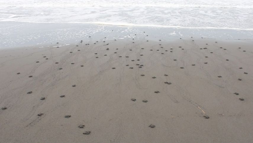 En esta semana se liberaron 507 neonatos de tortugas de la especie Lora