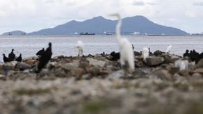 Las nuevas tecnologías para estudiar los océanos, desde la observación satelital y el monitoreo remoto hasta el análisis genético avanzado, centran en Panamá el Congreso Latinoamericano de Ciencias del Mar (Colacmar 2026), que reúne durante cinco días a investigadores, especialistas y estudiantes de distintos países de la región.