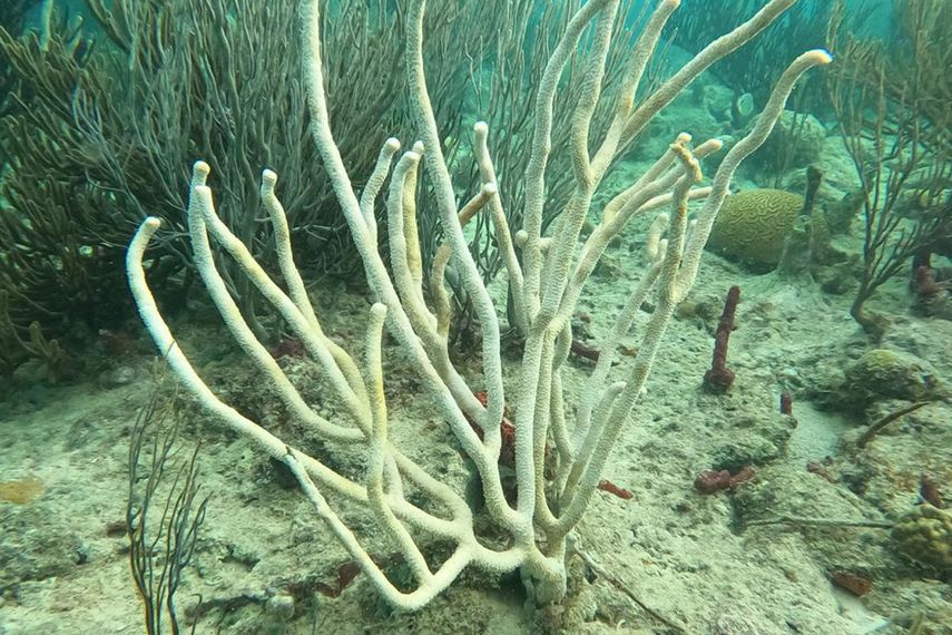 Corales en Panamá. Corales en Panamá.