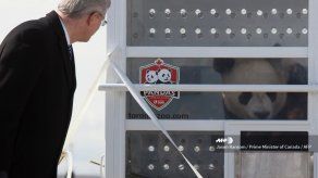 Un zoológico de Canadá devolverá dos pandas a China ante escasez de bambú