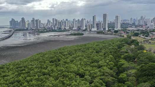 Panamá protege sus humedales para luchar contra el cambio climático