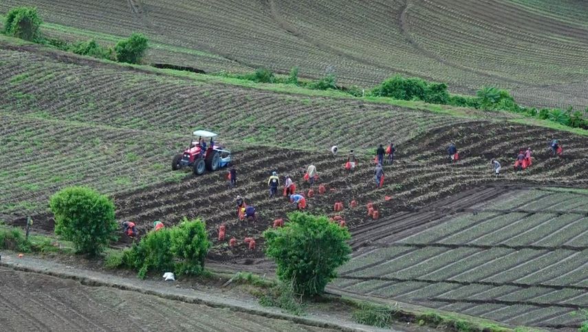 Productores de Chiriquí aseguran que el panorama no beneficia al bolsillo de quienes siguen produciendo alimentos.