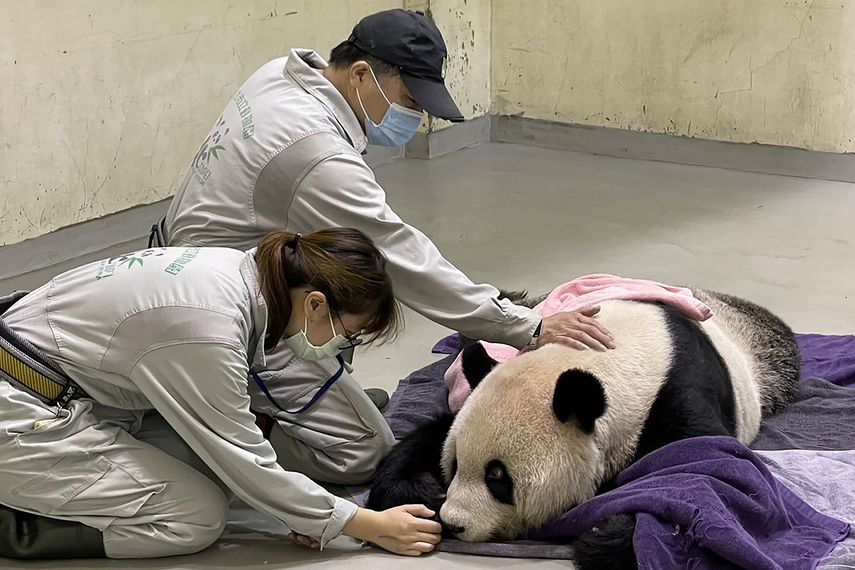 Muere Tuan Tuan, el panda donado por China a Taiwán