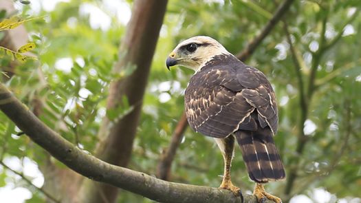 Panamá acogerá once cumbres y foros ambientales hasta 2027, la mayoría de la ONU Panamá acogerá once cumbres y foros ambientales hasta 2027, la mayoría de la ONU