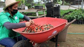 Personal de MiAmbiente en Chiriquí, comenzó el proceso de identificar, recolectar y sembrar semillas para fortalecer el vivero forestal de la sede.