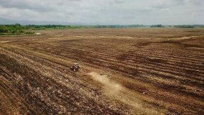 MIDA y productores de arroz buscan alternativas para mantener el precio del arroz