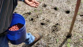Productores chiricanos inician la siembra de porotos