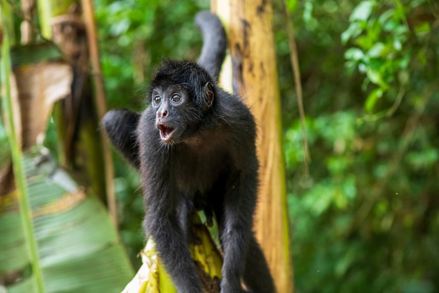 Investigan muerte de mono araña en Panamá por tuberculosis transmitida por un humano