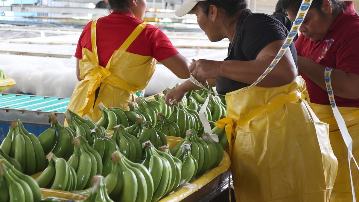 Volvimos a trabajar: renace la esperanza en bananeras de Panamá Volvimos a trabajar: renace la esperanza en bananeras de Panamá