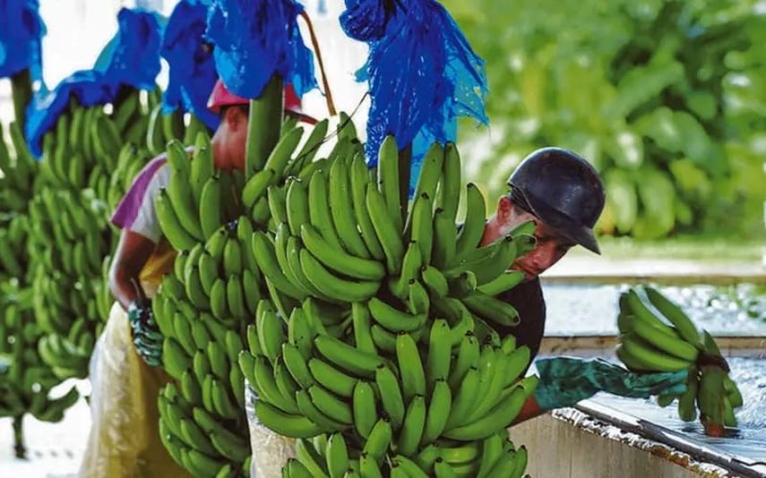 Empresas bananeras anuncian desvinculación laboral de todos sus trabajadores