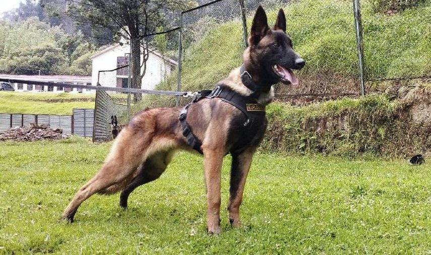 Wilson: todos buscan al perro héroe en Colombia