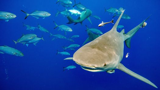 El Gobierno de Panamá firmó un acuerdo con la Fundación Charles Darwin (CDF) para proteger tiburones y rayas, especies amenazadas en el océano Pacífico, con base en la colaboración técnica y científica. El Gobierno de Panamá firmó un acuerdo con la Fundación Charles Darwin (CDF) para proteger tiburones y rayas, especies amenazadas en el océano Pacífico, con base en la colaboración técnica y científica.