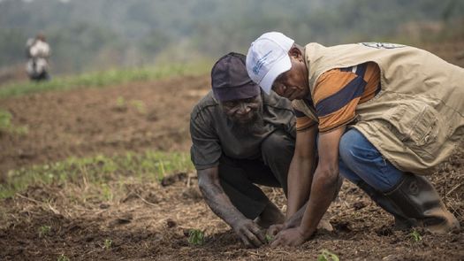 FAO insta a los países a preparar sus sistemas alimentarios para nuevos choques