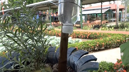El IDIAP mostró siembros de yuca, cebollina, tomate, ají, en espacios pequeños y de reciclaje en el pabellón agrícola de la Feria Internacional de David.