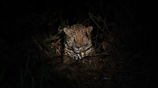 Panamá: Censo revela que existen 270 felinos en la zona oriental del país